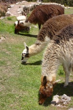 Llamas at Puca Pucara