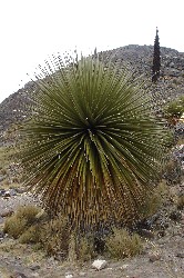 Puya Raimondii plant on the way to Pastoruri
