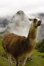 A welcoming llama greets us with curiosity (must have been Ian's hat!) at Machu Picchu on Christmas Day