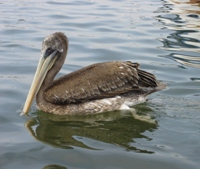 Peruvian Pelican at Paracas dock, before Islas Ballestas trip