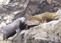Sealions lazing on rock (not as cute as the ones in Galapagos), Islas Ballestas